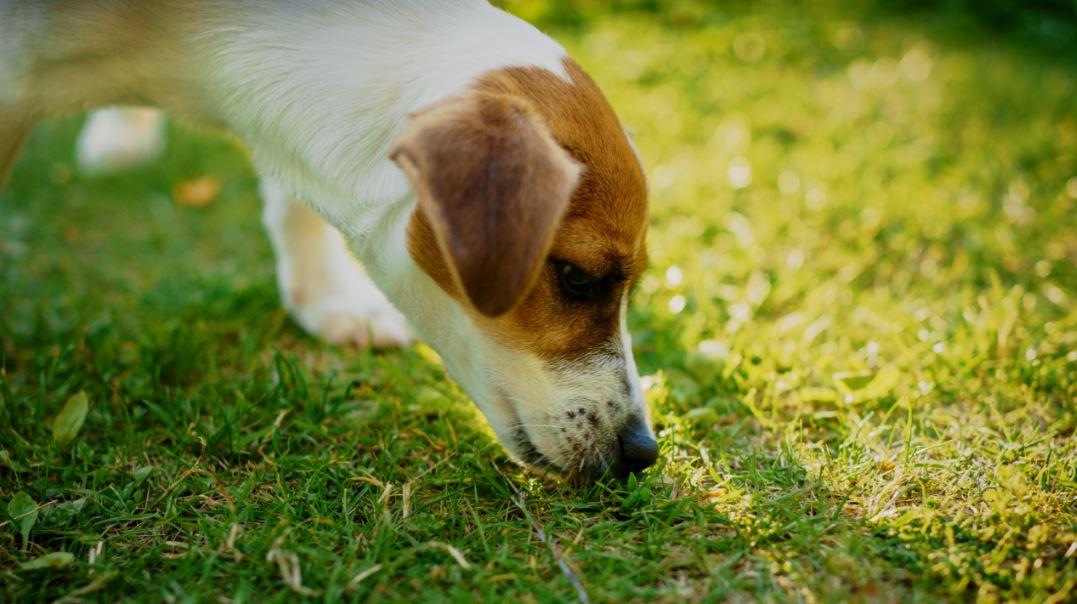 Chien nez au sol adobe stock 1